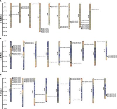 Genome-wide identification and expression analysis of the glutamate receptor gene family in sweet potato and its two diploid relatives